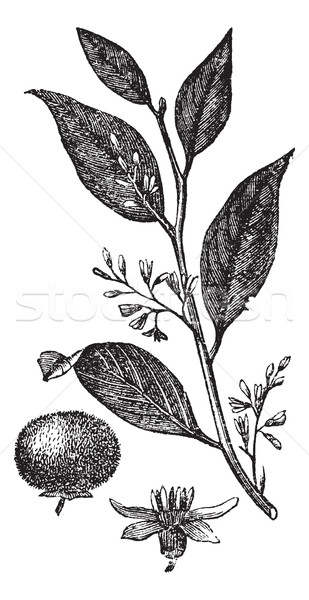 Gum Baum Jahrgang Gravur graviert Illustration Stock foto © Morphart