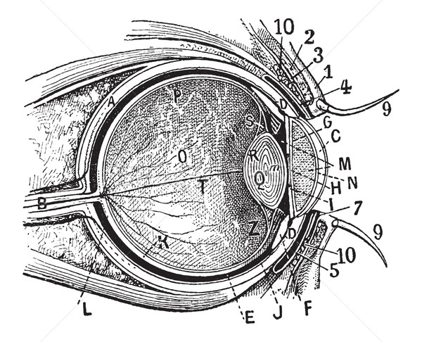 Stock photo: Internal Parts of the Human Eye, vintage engraving