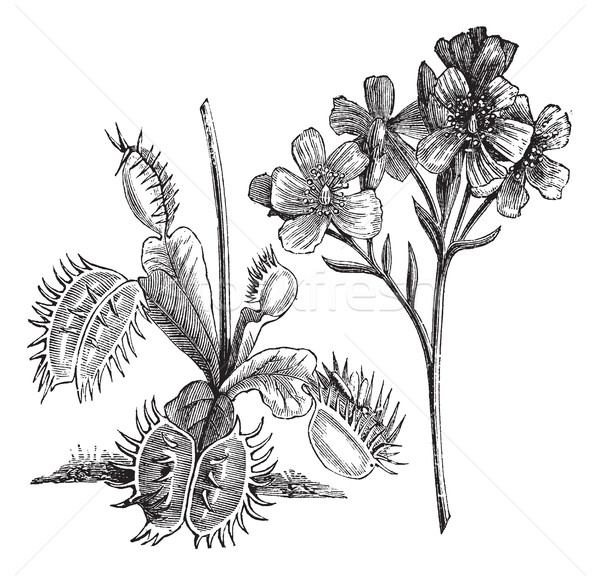 Venus Flytrap or Dionaea muscipula, vintage engraving Stock photo © Morphart