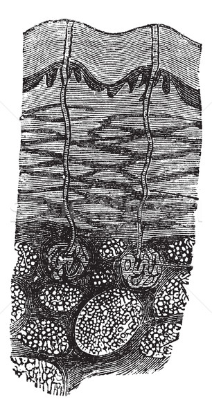 Bağbozumu oyma oyulmuş örnek ansiklopedi siyah Stok fotoğraf © Morphart