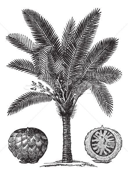 Stock photo: Sago Palm or Metroxylon sagu vintage engraving