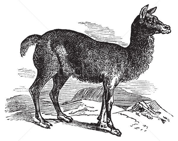 Stock photo: Alpaca or Vicugna pacos vintage engraving.
