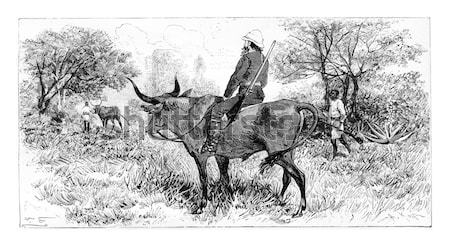 Reindeers, vintage engraving. Stock photo © Morphart