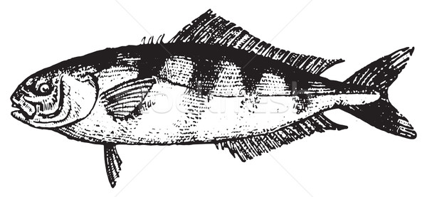 Pilot fish or Naucrates ductor, vintage engraving. Stock photo © Morphart