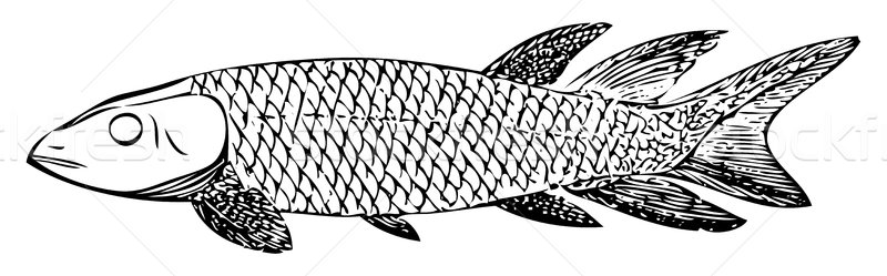 öreg vésés kihalt gravírozott illusztráció hal Stock fotó © Morphart