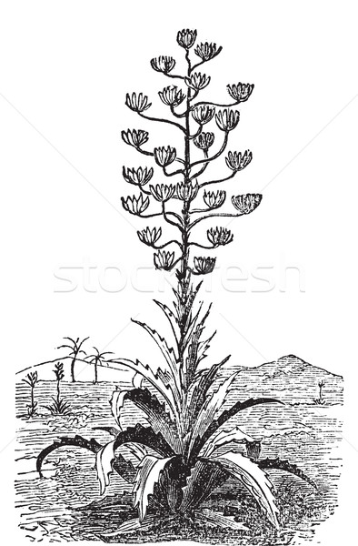 Century plant or Agave Americana old vintage engraving. Stock photo © Morphart