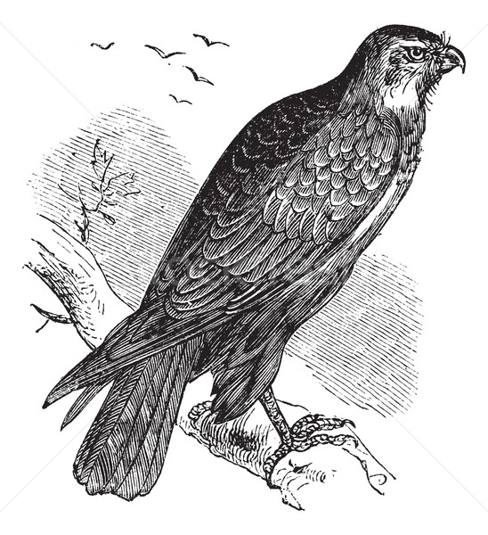 Buteo buteo or Common Buzzard, raptor, vintage engraving. Stock photo © Morphart