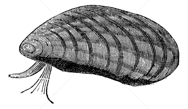 Mussels (Mytilus edulis) isolated on white, vintage engraving Stock photo © Morphart