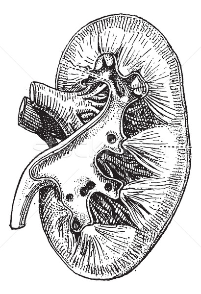 The human kidney, vintage engraving. Stock photo © Morphart