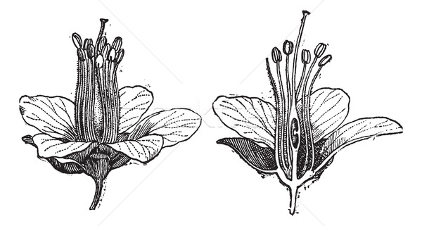 Logwood or Haematoxylum campechianum, vintage engraving Stock photo © Morphart