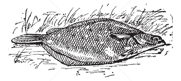Flounder or Limanda sp., vintage engraving Stock photo © Morphart