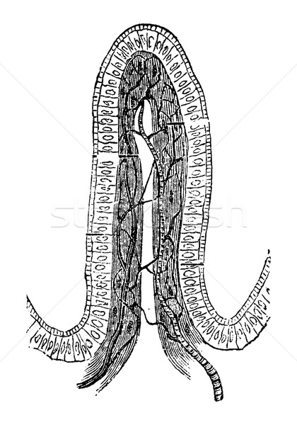Stock photo: Structure of an Intestinal Villus, vintage engraving