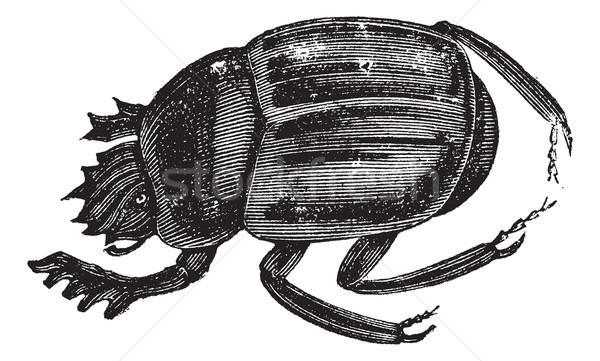 Scarab beetles or Ateuchus aegyptiorum . Vintage engraving Stock photo © Morphart