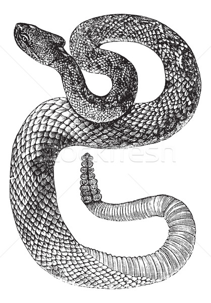 South American Rattlesnake or Tropical Rattlesnake or Crotalus d Stock photo © Morphart