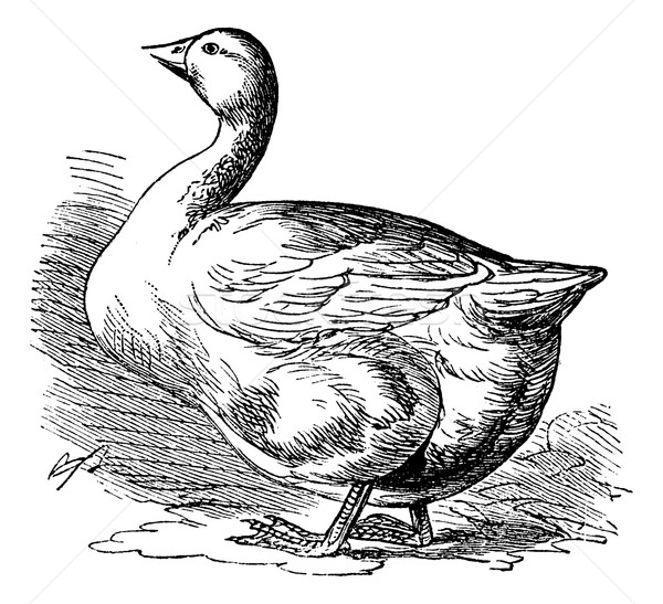 Bremen Goose, vintage engraving Stock photo © Morphart