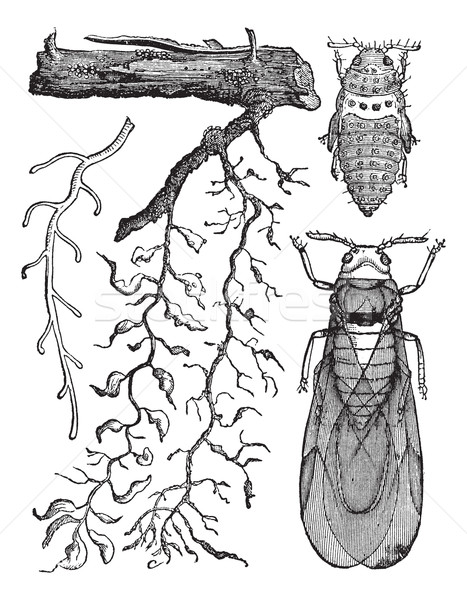 Various parts of insects, vintage engraving. Stock photo © Morphart