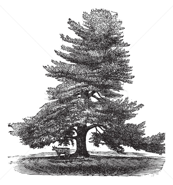 Eastern White Pine or Pinus Strobus, vintage engraving. Stock photo © Morphart