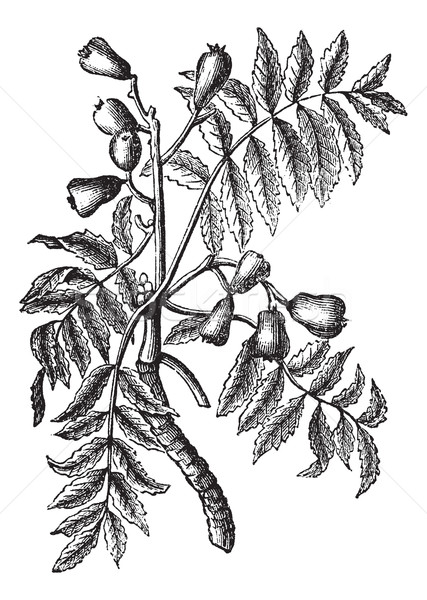 Sorbus domestica or Service Tree vintage engraving Stock photo © Morphart