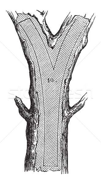 How a Tree is Made into Lumber - Fork, vintage engraving Stock photo © Morphart
