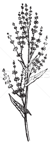 Sorrel or Common sorrel, vintage engraving.  Stock photo © Morphart