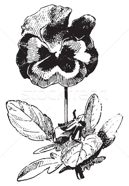 Pansy, vintage engraving. Stock photo © Morphart