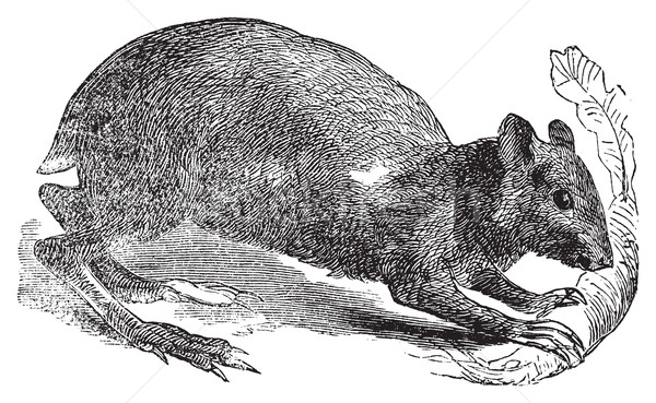 Velho gravado ilustração roedor alimentação Foto stock © Morphart