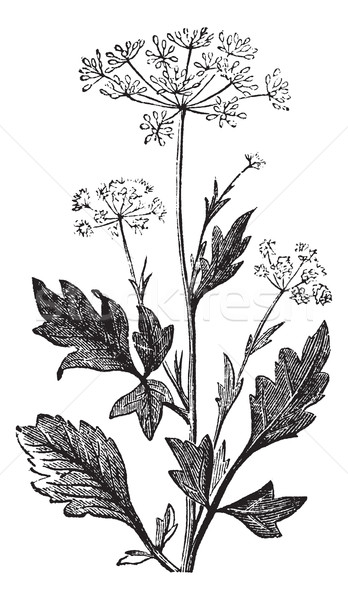 Anise or Pimpinella anisum vintage engraving Stock photo © Morphart