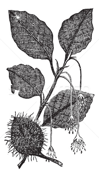 Leaves, flowers and fruit of the beech vintage engraving Stock photo © Morphart
