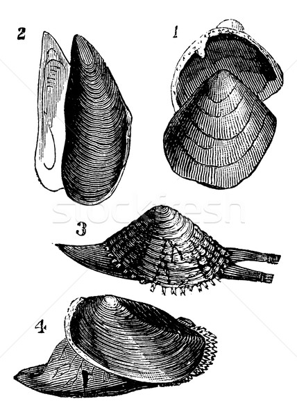 Mollusc. 1.  Nutlet; 2. Mold; 3. From Warty; 4. Anodonta ducks,  Stock photo © Morphart