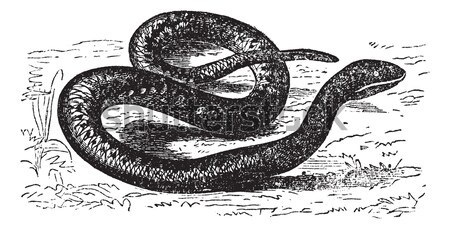 Leeches vintage engraving Stock photo © Morphart