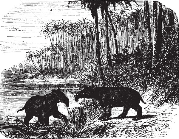 Two Anteaters in forest, vintage engraving. Stock photo © Morphart