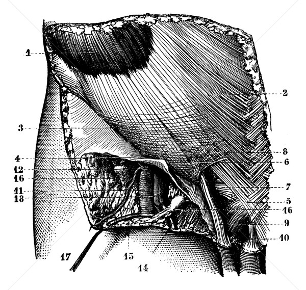 Fig. 624. Region ilioinguinal surface. External orifice of the i Stock photo © Morphart