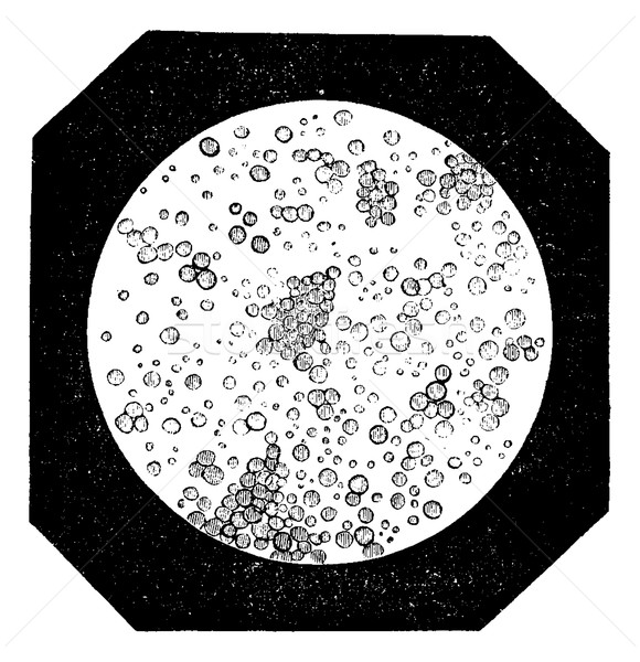 Fat Globules as seen under a Microscope, vintage engraving Stock photo © Morphart
