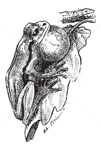 Frog, vintage engraving Stock photo © Morphart