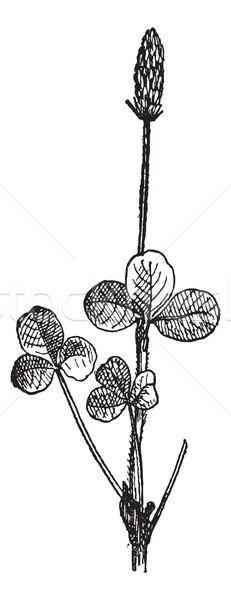 Clover (Trifolium) or trefoil, vintage engraving. Stock photo © Morphart