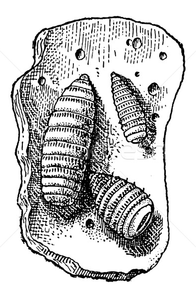 Larvae of Botfly or Oestridae, vintage engraving Stock photo © Morphart