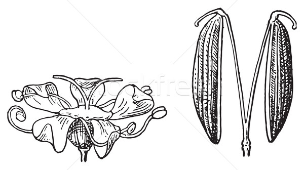 Apiaceae or Umbelliferae, vintage engraving. Stock photo © Morphart