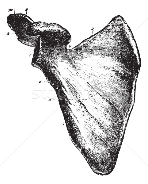 Scapula or Shoulder blade seen from the anterior aspect, vintage Stock photo © Morphart