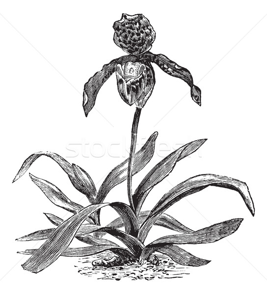 Paphiopedilum Orchid or Paphiopedilum exul, vintage engraving Stock photo © Morphart