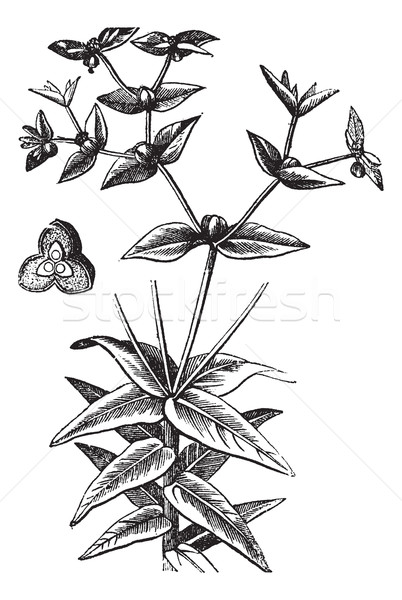 American Ipecac or Euphorbia ipecacuanhae, vintage engraving Stock photo © Morphart