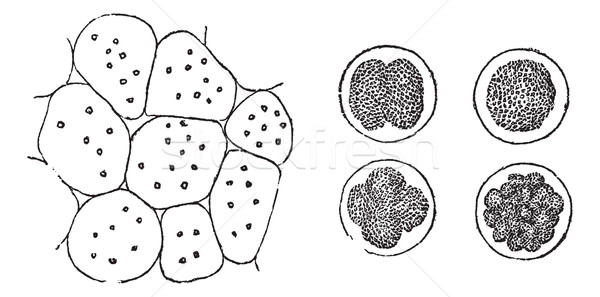 Cell Division, vintage engraving Stock photo © Morphart