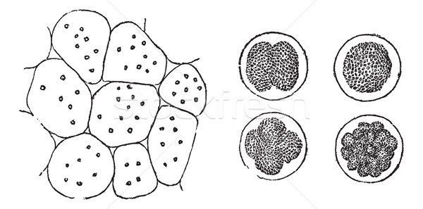 商業照片: 細胞 · 復古 · 雕刻 · 植物 · 動物