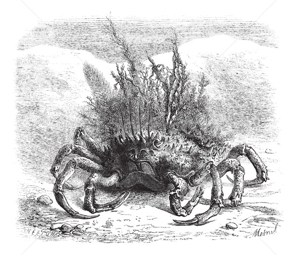 女 蜘蛛 蟹 覆蓋 苔 海草 商業照片 © Morphart