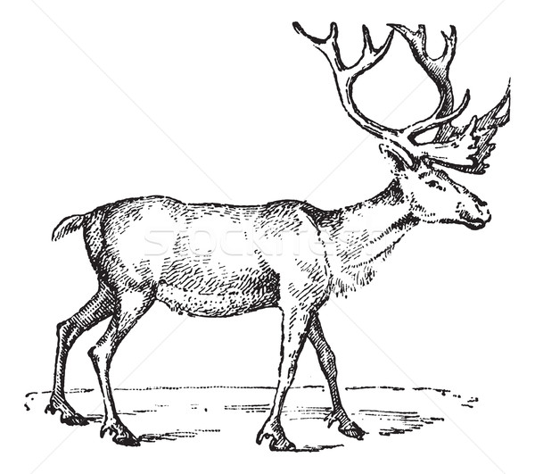 Reindeer, vintage engraving. Stock photo © Morphart