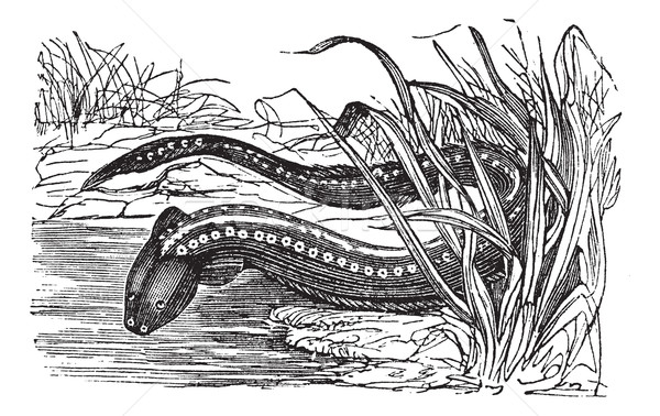 Gymnotus electricus or Electric eel (Electrophorus electricus) v Stock photo © Morphart