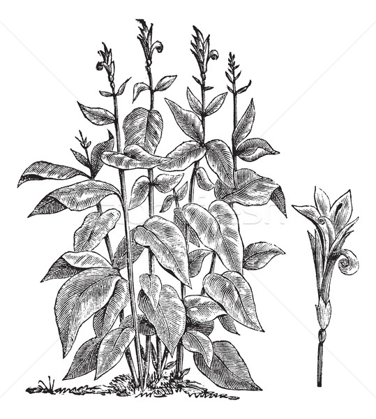  Indian shot or Canna indica vintage engraving Stock photo © Morphart