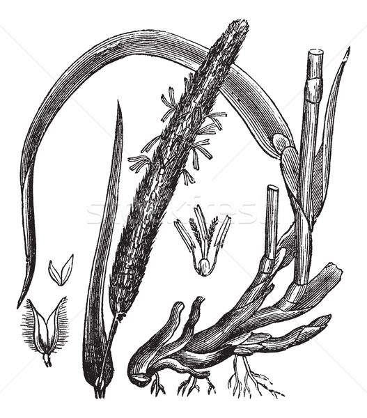 Timothy-grass (Phleum pratense), vintage engraving Stock photo © Morphart