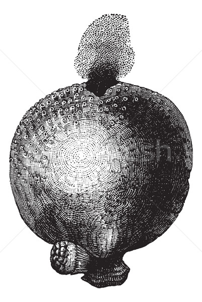 Giant puffball or Calvatia gigantea vintage engraving Stock photo © Morphart