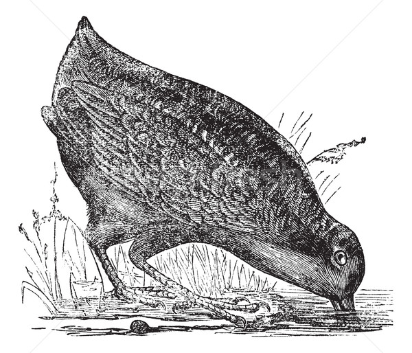 Philohela minor or American Woodcock, vintage engraving Stock photo © Morphart