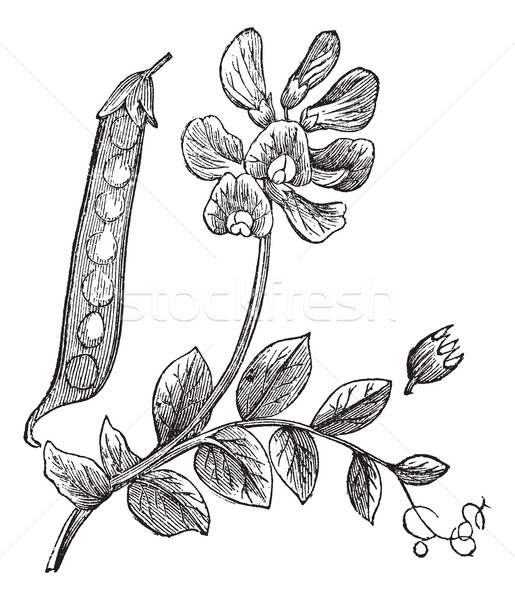 Peas or Pisum sativum, vintage engraving Stock photo © Morphart